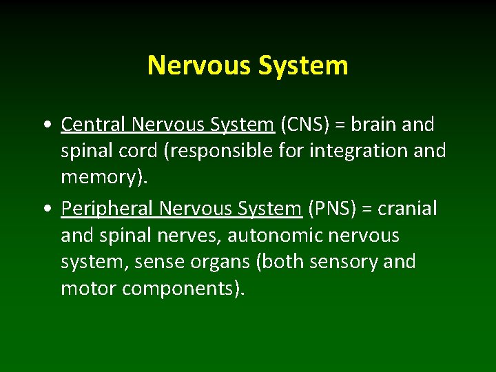 Nervous System • Central Nervous System (CNS) = brain and spinal cord (responsible for