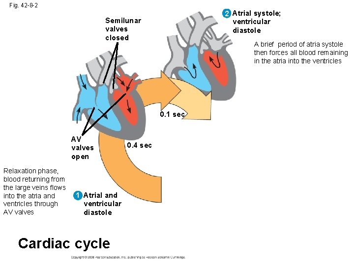 Fig. 42 -8 -2 2 Atrial systole; ventricular diastole Semilunar valves closed A brief