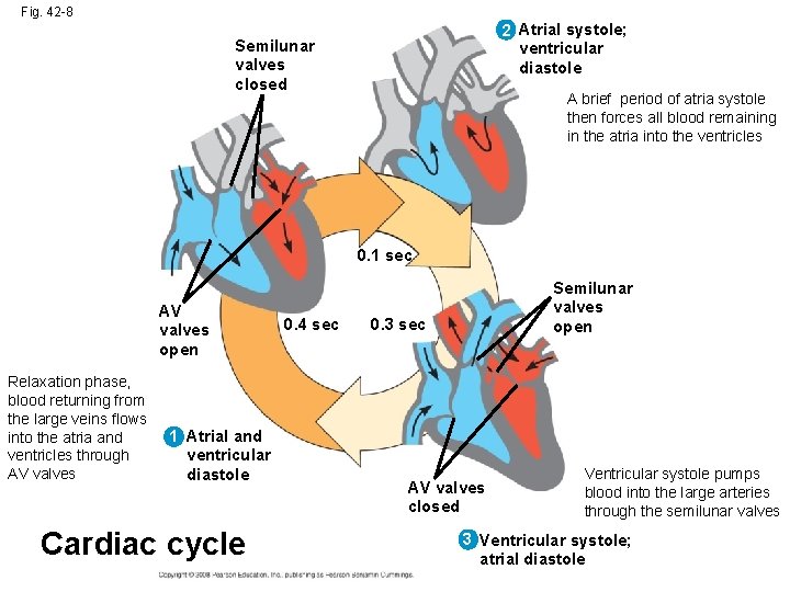 Fig. 42 -8 2 Atrial systole; ventricular diastole Semilunar valves closed A brief period