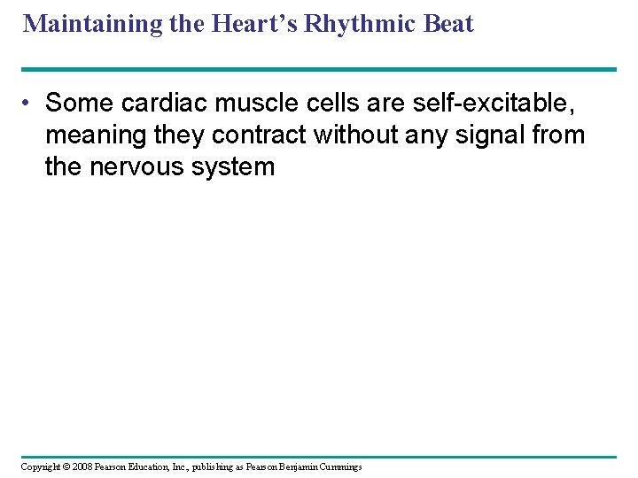 Maintaining the Heart’s Rhythmic Beat • Some cardiac muscle cells are self-excitable, meaning they