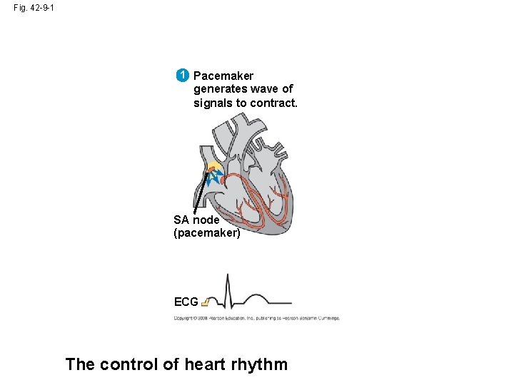 Fig. 42 -9 -1 1 Pacemaker generates wave of signals to contract. SA node