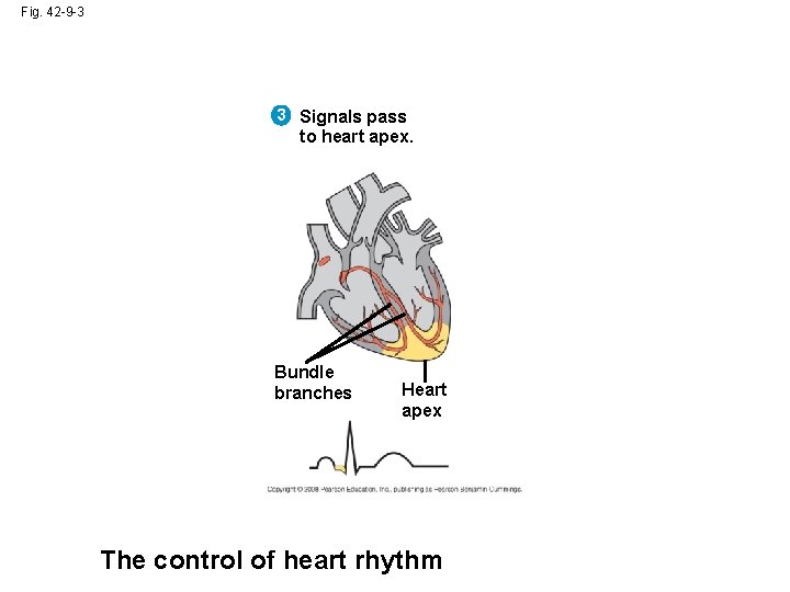 Fig. 42 -9 -3 3 Signals pass to heart apex. Bundle branches Heart apex