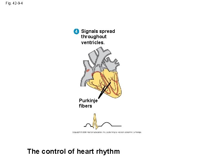 Fig. 42 -9 -4 4 Signals spread throughout ventricles. Purkinje fibers The control of