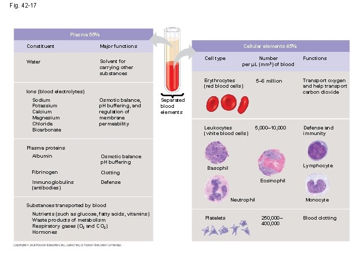 Fig. 42 -17 Plasma 55% Constituent Major functions Water Solvent for carrying other substances