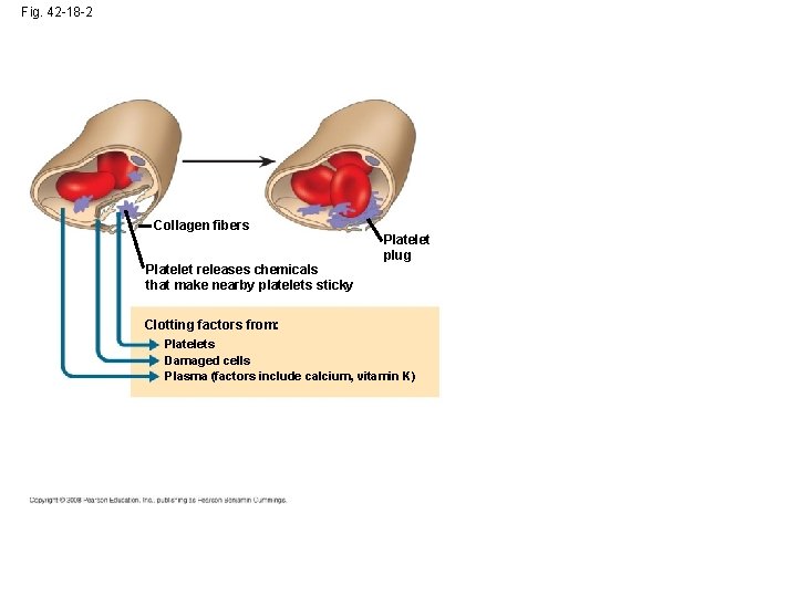 Fig. 42 -18 -2 Collagen fibers Platelet releases chemicals that make nearby platelets sticky