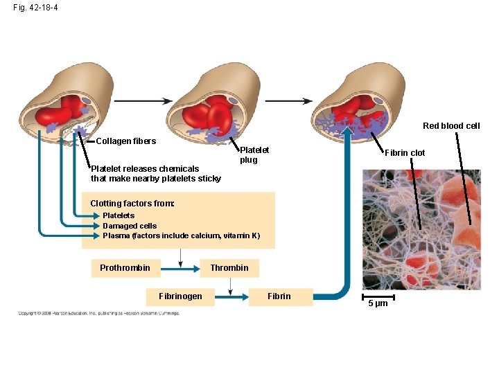 Fig. 42 -18 -4 Red blood cell Collagen fibers Platelet releases chemicals that make