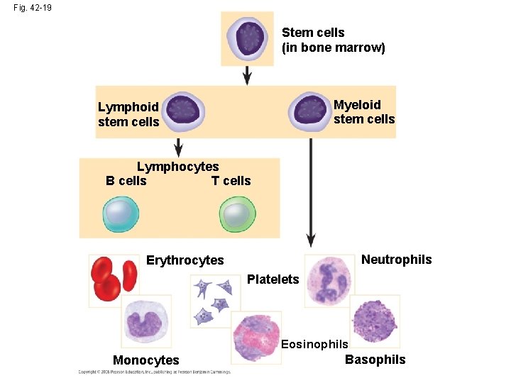 Fig. 42 -19 Stem cells (in bone marrow) Myeloid stem cells Lymphocytes B cells