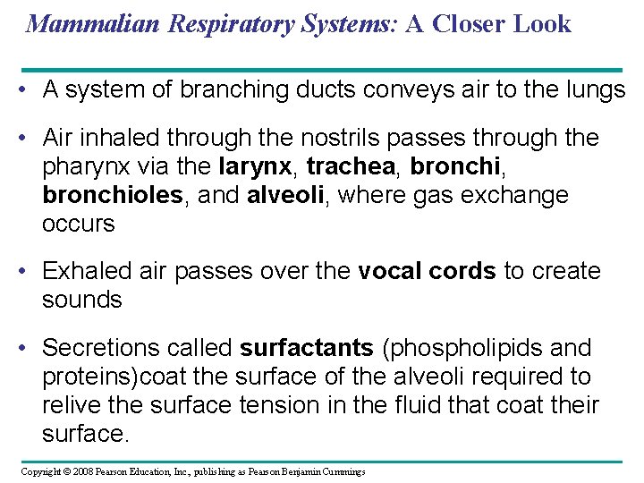 Mammalian Respiratory Systems: A Closer Look • A system of branching ducts conveys air