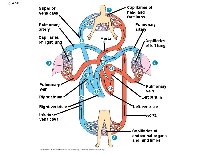 Fig. 42 -6 Superior vena cava Capillaries of head and forelimbs 7 Pulmonary artery