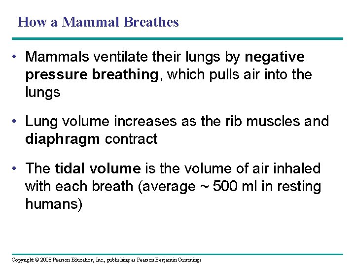 How a Mammal Breathes • Mammals ventilate their lungs by negative pressure breathing, which