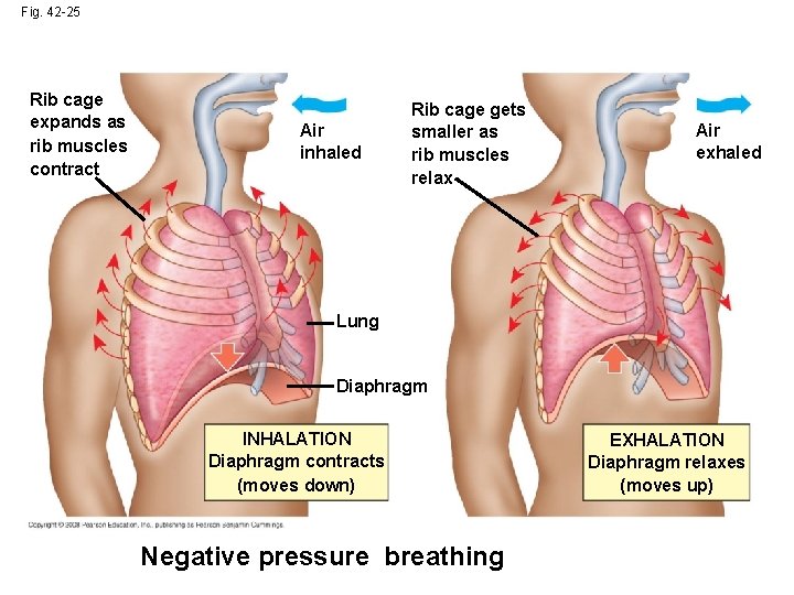 Fig. 42 -25 Rib cage expands as rib muscles contract Air inhaled Rib cage