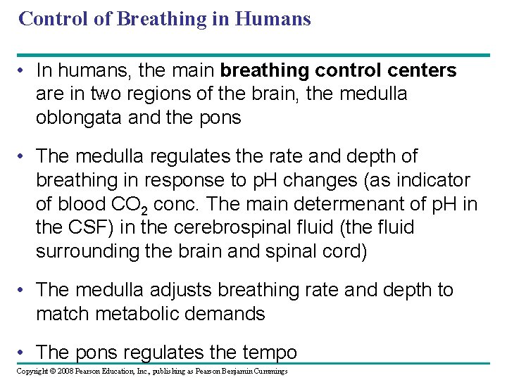 Control of Breathing in Humans • In humans, the main breathing control centers are