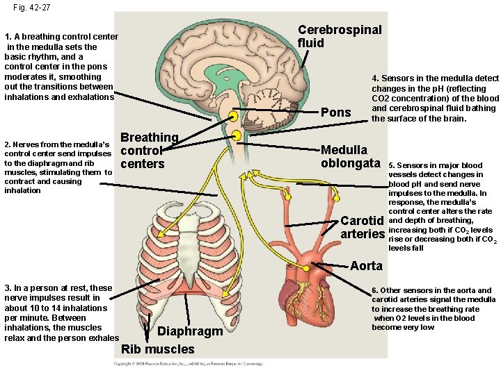 Fig. 42 -27 Cerebrospinal fluid 1. A breathing control center in the medulla sets