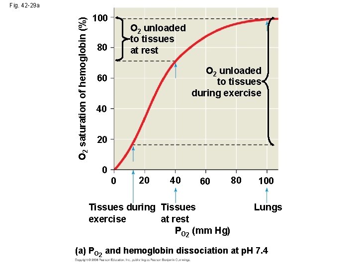 O 2 saturation of hemoglobin (%) Fig. 42 -29 a 100 O 2 unloaded