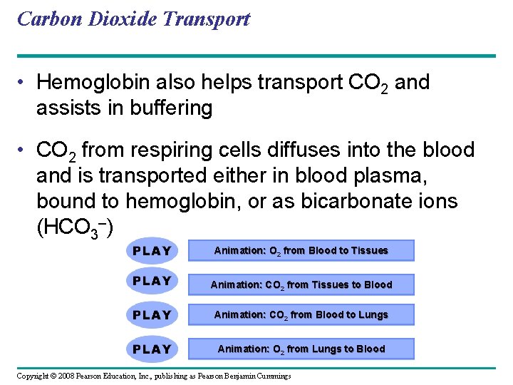 Carbon Dioxide Transport • Hemoglobin also helps transport CO 2 and assists in buffering