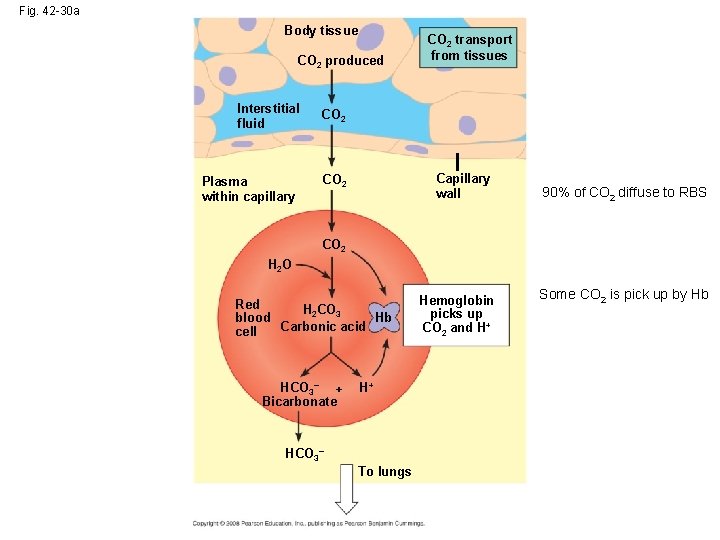 Fig. 42 -30 a Body tissue CO 2 produced Interstitial fluid CO 2 Plasma