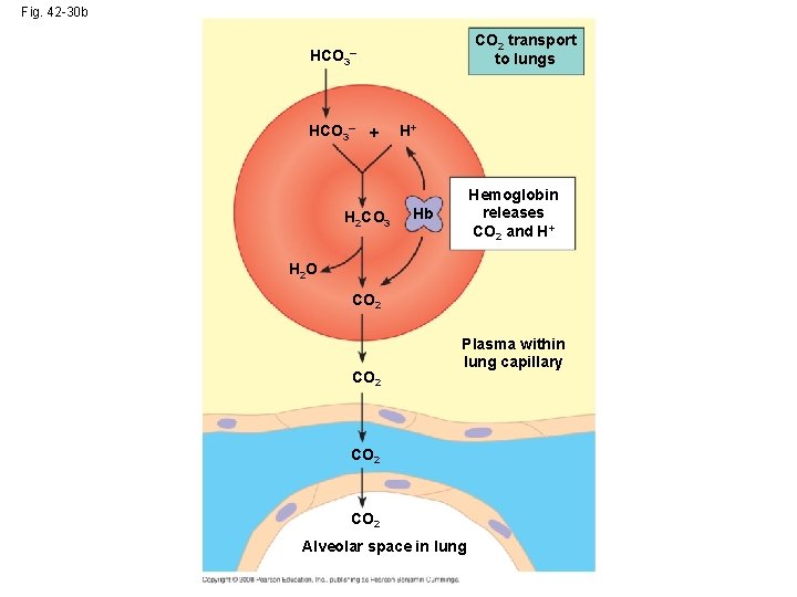 Fig. 42 -30 b CO 2 transport to lungs HCO 3– + H 2