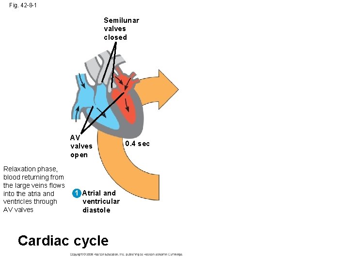 Fig. 42 -8 -1 Semilunar valves closed AV valves open Relaxation phase, blood returning