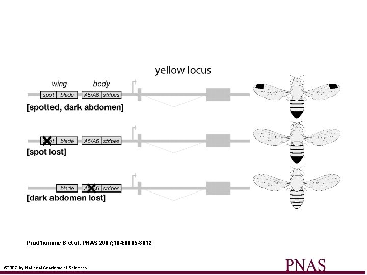 Prud'homme B et al. PNAS 2007; 104: 8605 -8612 © 2007 by National Academy