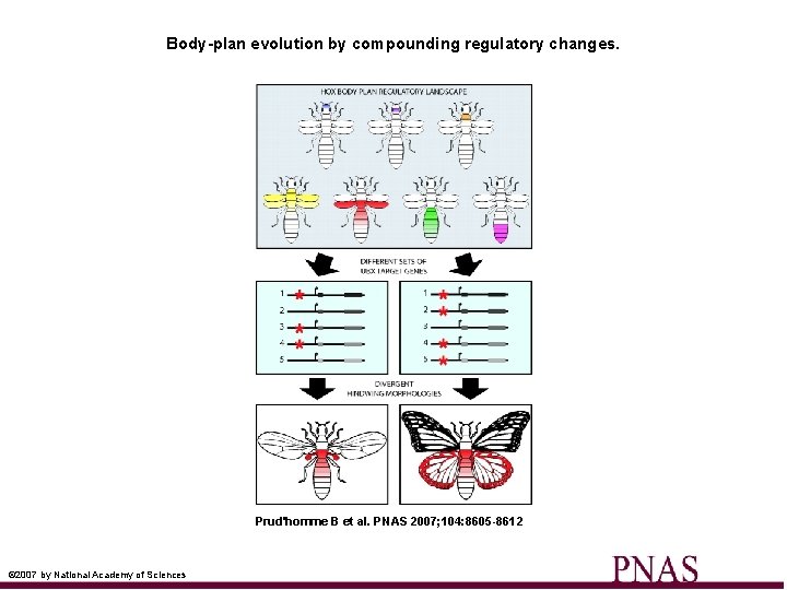 Body-plan evolution by compounding regulatory changes. Prud'homme B et al. PNAS 2007; 104: 8605