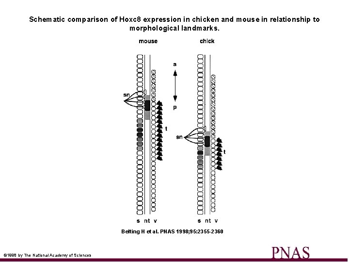 Schematic comparison of Hoxc 8 expression in chicken and mouse in relationship to morphological