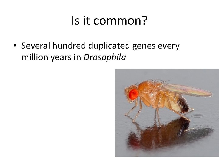Is it common? • Several hundred duplicated genes every million years in Drosophila 