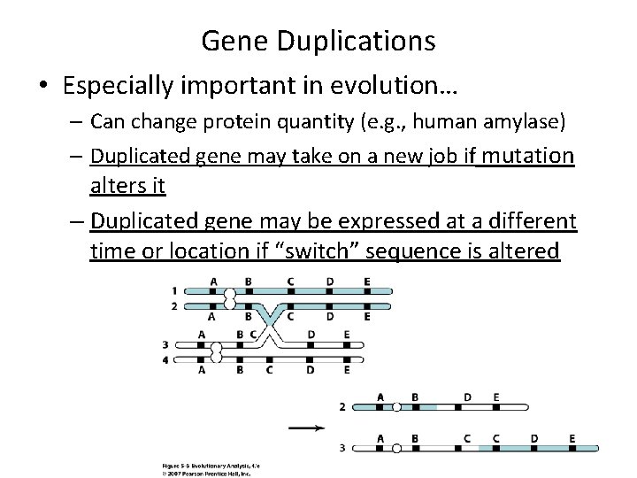 Gene Duplications • Especially important in evolution… – Can change protein quantity (e. g.