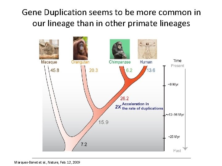 Gene Duplication seems to be more common in our lineage than in other primate