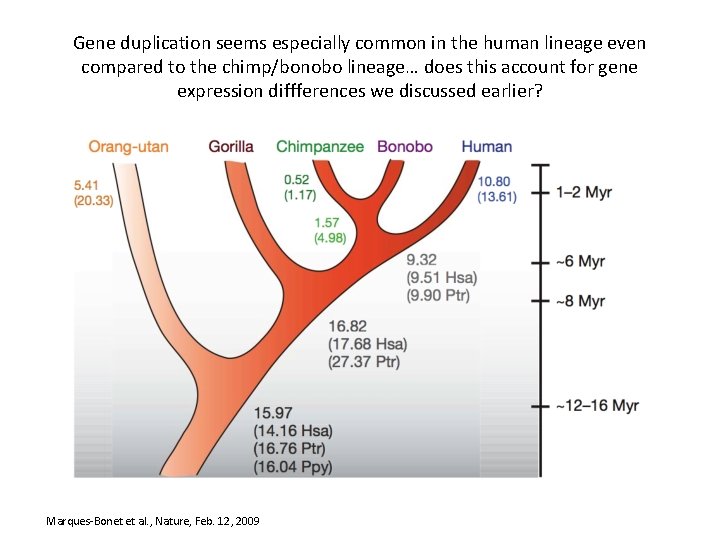 Gene duplication seems especially common in the human lineage even compared to the chimp/bonobo