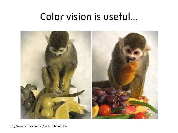 Color vision is useful… http: //www. neitzvision. com/content/home. html 