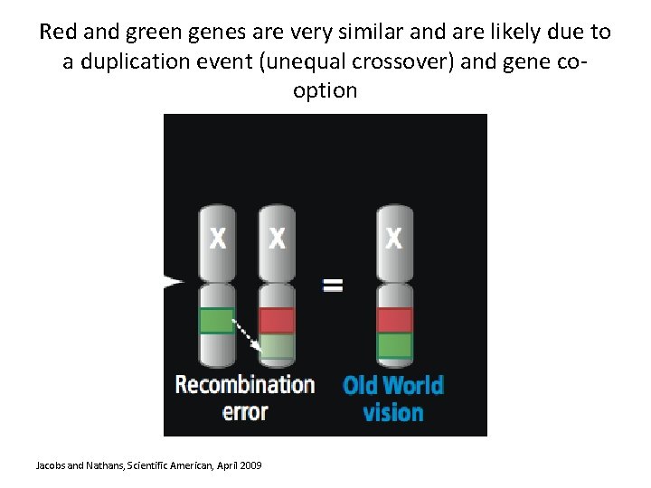 Red and green genes are very similar and are likely due to a duplication