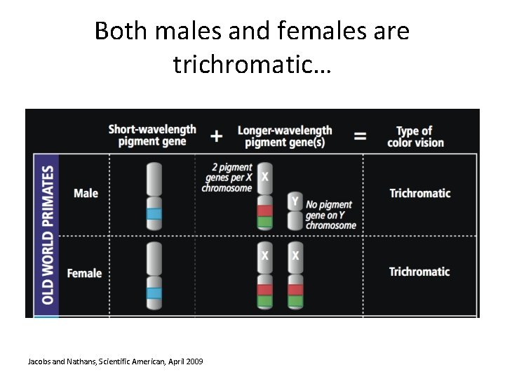 Both males and females are trichromatic… Jacobs and Nathans, Scientific American, April 2009 