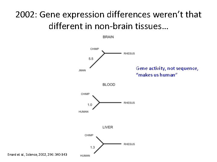 2002: Gene expression differences weren’t that different in non-brain tissues… Gene activity, not sequence,
