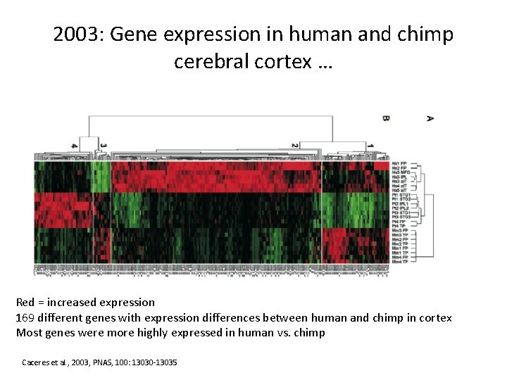 2003: Gene expression in human and chimp cerebral cortex … Red = increased expression