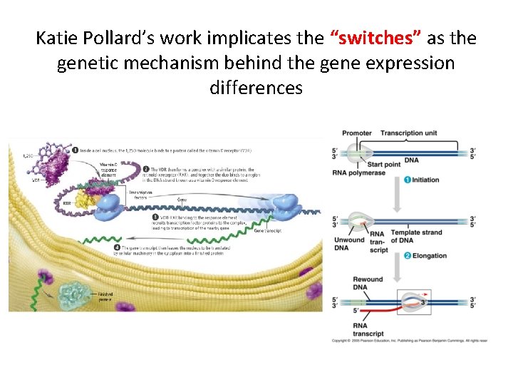 Katie Pollard’s work implicates the “switches” as the genetic mechanism behind the gene expression