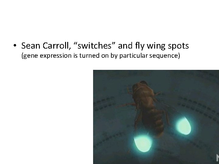  • Sean Carroll, “switches” and fly wing spots (gene expression is turned on