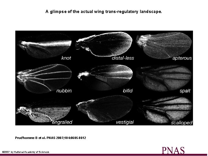 A glimpse of the actual wing trans-regulatory landscape. Prud'homme B et al. PNAS 2007;