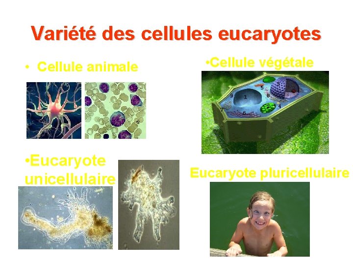 Variété des cellules eucaryotes • Cellule animale • Eucaryote unicellulaire • Cellule végétale Eucaryote Variété des cellules eucaryotes • Cellule animale • Eucaryote unicellulaire • Cellule végétale Eucaryote