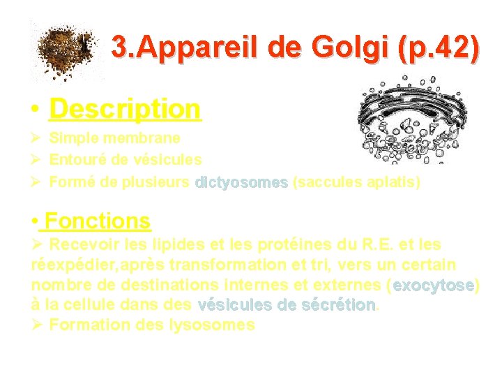 3. Appareil de Golgi (p. 42) • Description Simple membrane Entouré de vésicules Formé 3. Appareil de Golgi (p. 42) • Description Simple membrane Entouré de vésicules Formé