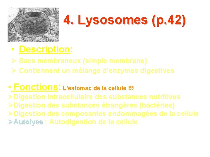 4. Lysosomes (p. 42) • Description: Sacs membraneux (simple membrane) Contiennent un mélange d’enzymes 4. Lysosomes (p. 42) • Description: Sacs membraneux (simple membrane) Contiennent un mélange d’enzymes