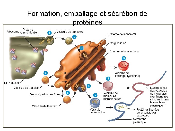 Formation, emballage et sécrétion de protéines Formation, emballage et sécrétion de protéines