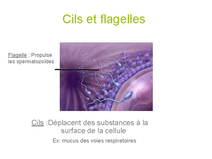 Cils et flagelles Flagelle : Propulse les spermatozoïdes Cils : Déplacent des substances à Cils et flagelles Flagelle : Propulse les spermatozoïdes Cils : Déplacent des substances à