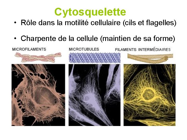 Cytosquelette • Rôle dans la motilité cellulaire (cils et flagelles) • Charpente de la Cytosquelette • Rôle dans la motilité cellulaire (cils et flagelles) • Charpente de la