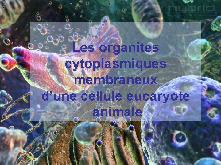Les organites cytoplasmiques membraneux d’une cellule eucaryote animale Les organites cytoplasmiques membraneux d’une cellule eucaryote animale