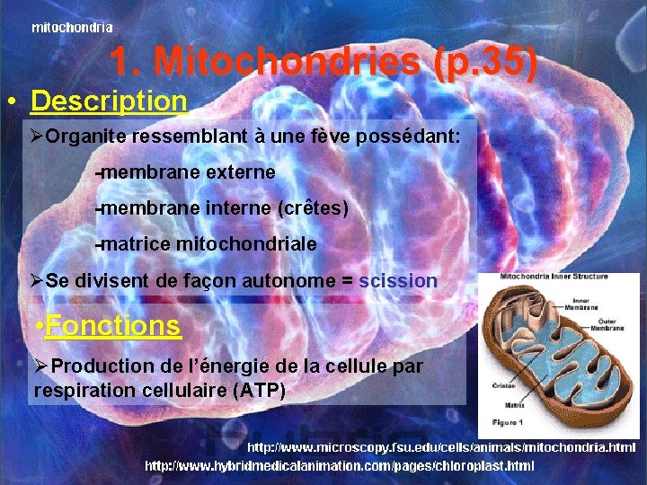 1. Mitochondries (p. 35) • Description Organite ressemblant à une fève possédant: -membrane externe 1. Mitochondries (p. 35) • Description Organite ressemblant à une fève possédant: -membrane externe