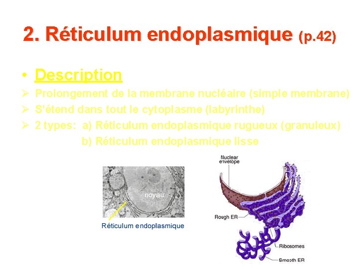 2. Réticulum endoplasmique (p. 42) • Description Prolongement de la membrane nucléaire (simple membrane) 2. Réticulum endoplasmique (p. 42) • Description Prolongement de la membrane nucléaire (simple membrane)