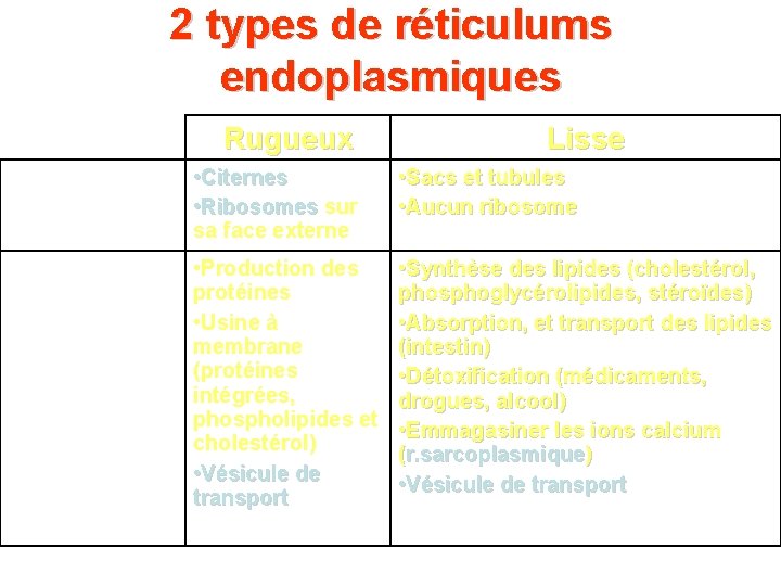 2 types de réticulums endoplasmiques Rugueux Description Fonctions Lisse • Citernes • Ribosomes sur 2 types de réticulums endoplasmiques Rugueux Description Fonctions Lisse • Citernes • Ribosomes sur