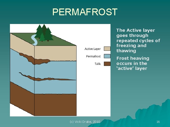 PERMAFROST The Active layer goes through repeated cycles of freezing and thawing Frost heaving