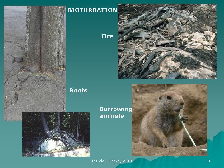 BIOTURBATION Fire Roots Burrowing animals (c) Vicki Drake, 2010 31 