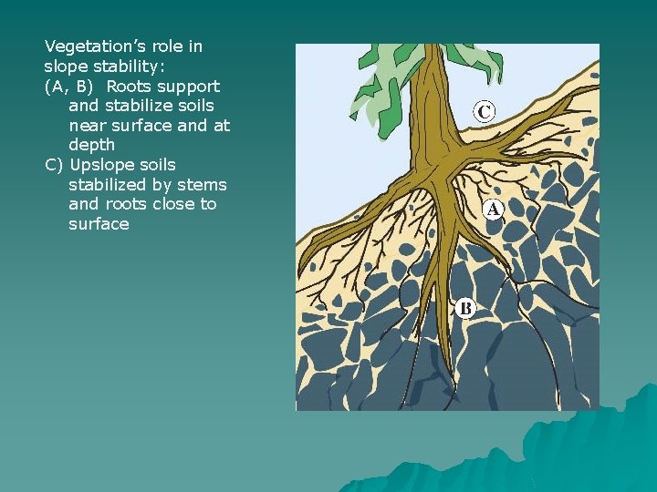 Vegetation’s role in slope stability: (A, B) Roots support and stabilize soils near surface